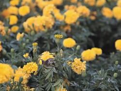 Dolly:Yellow flowers in the garden. Stock Footage