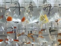 MS  Fish in plastic bags at market  / Hong Kong, China Stock Footage