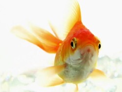Serious Talking Gold Fish.. Stock Footage