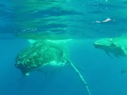 Baby Humpback Whale floating  at the surface with its mother Stock Footage