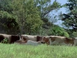 MS Ranchers herding cattle / Guanacaste, Costa Rica Stock Footage