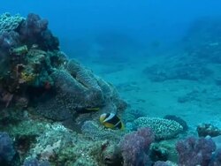 MS Shot of Two bar anemone fish swimming between tentacles of anemone which is moving with surge and surrounded by various coral and sponges / Matola, Maputo, Mozambique Stock Footage