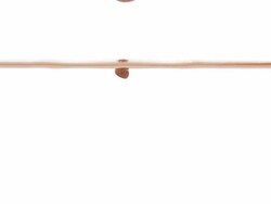 Goldfish catches food Stock Footage