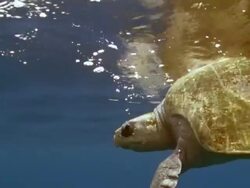 MS Olive Ridley swimming at surface / Guanacaste, Costa Rica Stock Footage