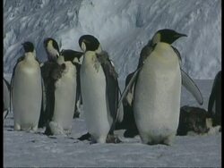 MS Emperor Penguins, Aptenodytes forsteri, standing in group on ice, Antarctica Stock Footage