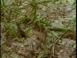 MS T/L Locusts eating crops Stock Footage