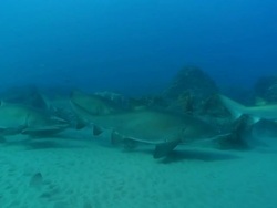 MS POV Shot of School of spotted ragged tooth sharks congregrating and drifting with surge above sea floor / Sodwana Bay, KwaZulu Natal, South Africa Stock Footage