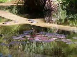 Botanical gardens (Orto Botanico di Palermo), view of the pools with sea turtles, Palermo, Sicily Stock Footage