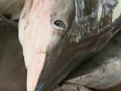 ECU ZO Landed lots of dead sharks / Brunei, Brunei Darussalam Stock Footage