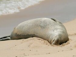 MS Shot of Sun bathing Hawaiian Monk Seal woken by waves / Poipu, Kauai, Kauai, Hawaii, United States  Stock Footage