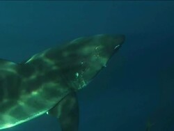 Medium Long Shot pan-right - Tiny fish dart around a great white shark. Stock Footage