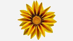 Sun Flower - Gazania blooming in a time lapse video on a white background. Alpha channel included. Stock Footage