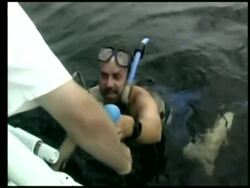 Whale sharks tagged with satellite trackers News Clip