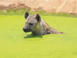 Hyena Stock Footage