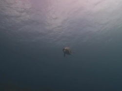 Habituated bottlenose dolphin (Tursiops truncatus) swims to and from surface past divers (some not cleared); various, some clean, Roatan Island, Honduras  Stock Footage