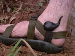 HA Swollen leech slithering up man's heel / French Guiana, France Stock Footage