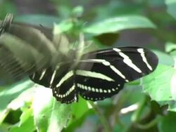 Zebra Longwing Butterfly 1 NTSC Stock Footage