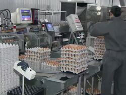 MS Workers working in egg factory / Anseong, Gyeonggi-do, South Korea Stock Footage