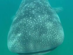 Whale shark, pass under, deeper, Mozambique  Stock Footage