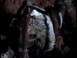 BCU Tarantula eating dead mouse, Amazon Stock Footage