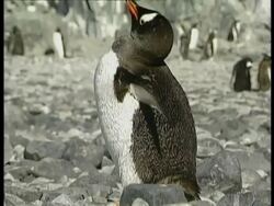 CU Gentoo Penguin, Pygoscelis papua, preening itself, Antarctica Stock Footage