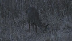 Roe deer Stock Footage