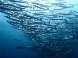 MS DS School of barracuda fish swimming closer towards / Sipadan, Semporna, Tawau, Malaysia Stock Footage