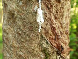 Rubber tree Stock Footage