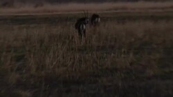 Oryx Antelope grazing on Hwange National Park News Clip