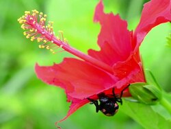 Beetle eating red flower Stock Footage