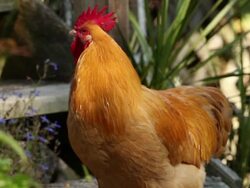 Rooster Stock Footage