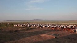 Mongolian nomad man on a horse driving sheep and goats flock to a sheep catch pen Stock Footage