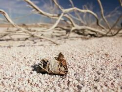  MS CU PAN Bleached tree branches &  skeleton of fish  left on  stony dried lake after extreme climatic change / ARIZONA,United States     Stock Footage