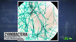 Inside the Tiny Ecosystems Hiding in Glaciers Instructional Video