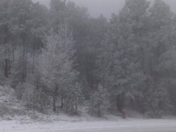 MS Shot of hoar frost on trees in winter storm / Colorado, United States Stock Footage