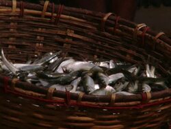  CU Basket of fish at fish market / Negombo, North Colombo, Sri Lanka Stock Footage