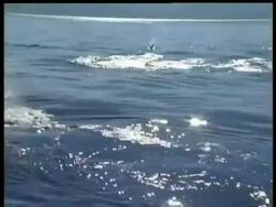 MS Killer whale, Orcinus orca, hunting porpoises, snow covered mountains in background, Arctic Circle Stock Footage