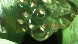 Eggs of Maria's Giant Glass Frog (Nymphargus mariae) in the Ecuadorian Amazon. Stock Footage