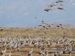 MS Greater sandhill cranes in flight and landing in field / Monte Vista, Colorado, United States Stock Footage