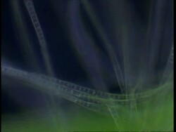 T/L blue green algae filaments moving; procaryote cell (Oscillatoriales) Stock Footage