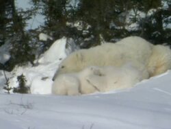 MS Two polar bear cubs climbing and playing in snow / Wapusk National Park, Manitoba, Canada Stock Footage