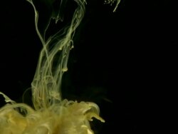 MS SLO MO Golden ink falling into aquarium / Sao Paulo, Brazil Stock Footage