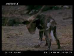 Wild dog, Lycaon picta, pup follows and catches fly, CU, Botswana Stock Footage