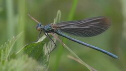 Damselfly Stock Footage