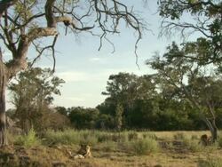 MS Sleepy male lion and collared lioness resting / Okavango Delta, North West District, Botswana Stock Footage
