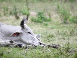HD Ox grazing Stock Footage