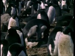 WA pair of Adelie Penguins, Pygoscelis adeliae, mating amongst group, Antarctica Stock Footage
