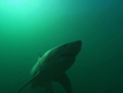 White shark, approaching, South Africa, Gansbaai  Stock Footage