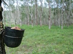 MS Rubber latex being collected on a Rubber plantation Stock Footage