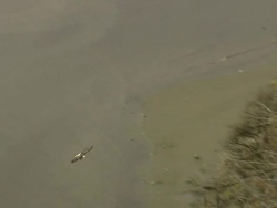 Bald Headed Eagles Stock Footage